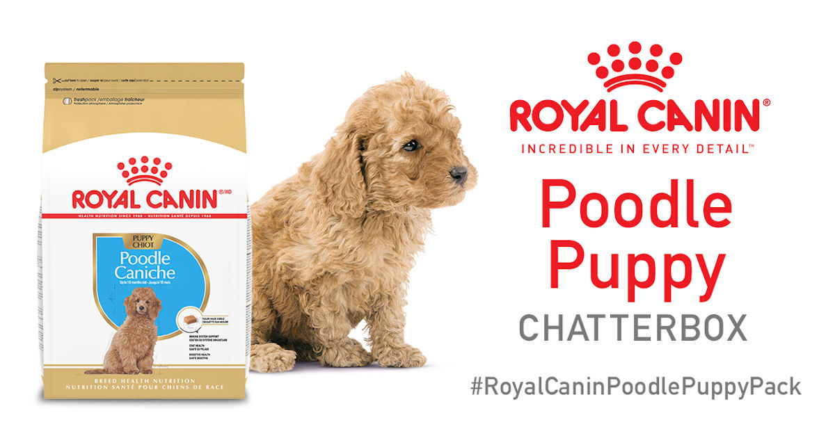 Ripple Royal Canin Poodle Puppy